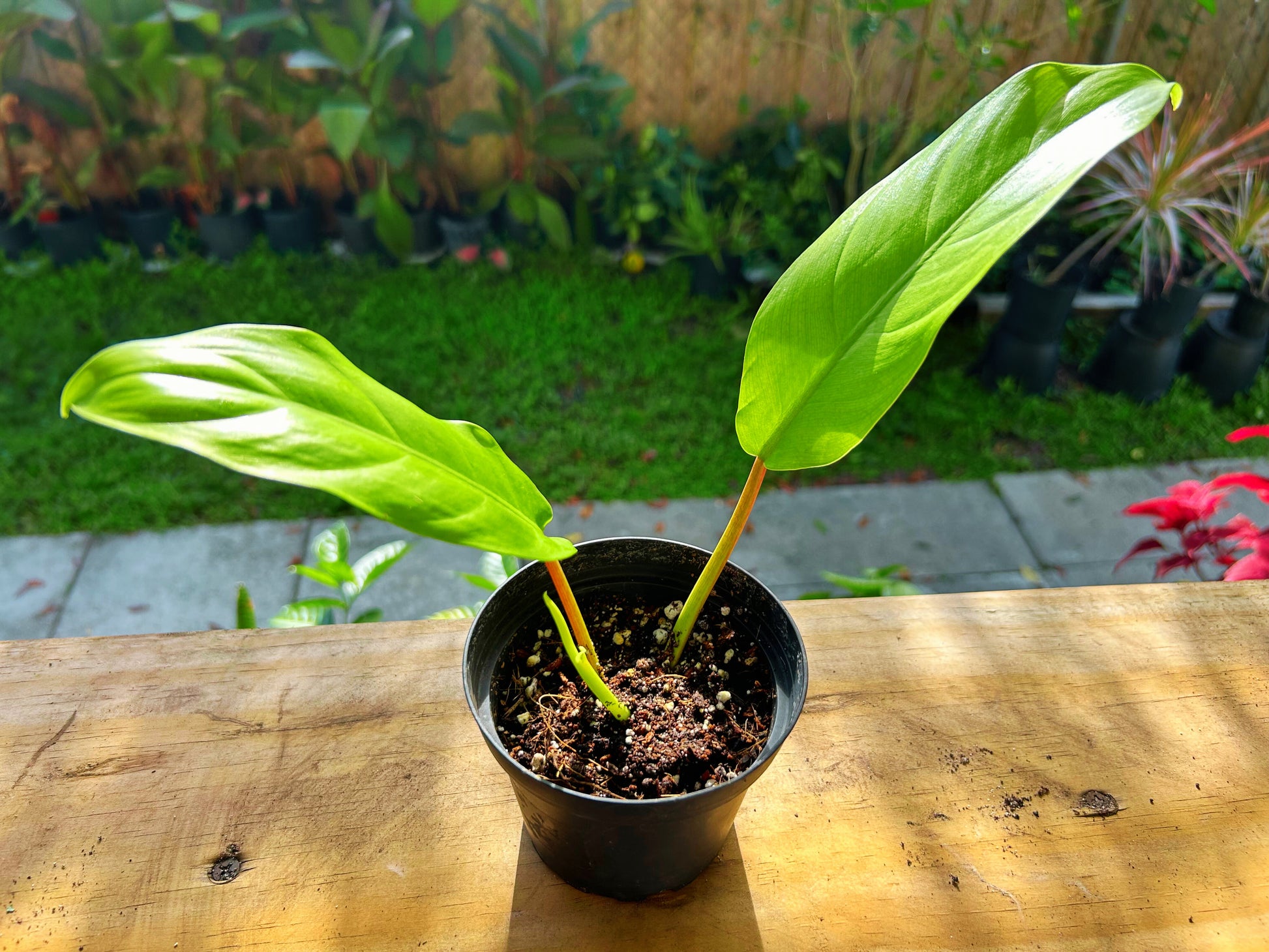 lime green philodendron Lemon Lime Philodendron – Enchanted Hammock