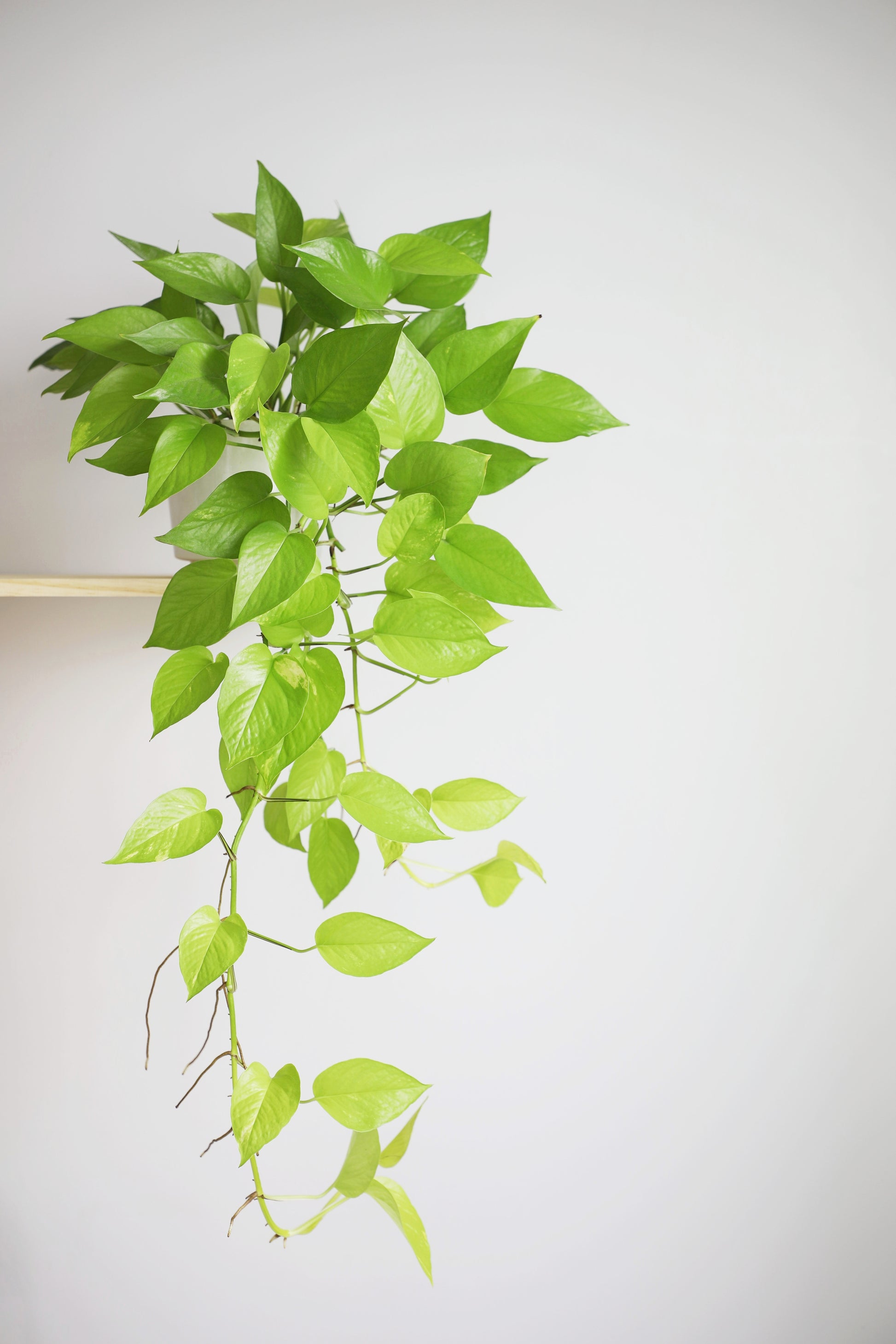neon pothos arbor Neon Pothos – Enchanted Hammock