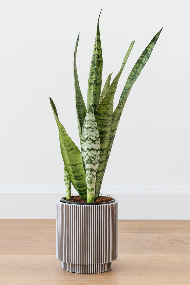 Snake Plant - Sansevieria Zeylanica