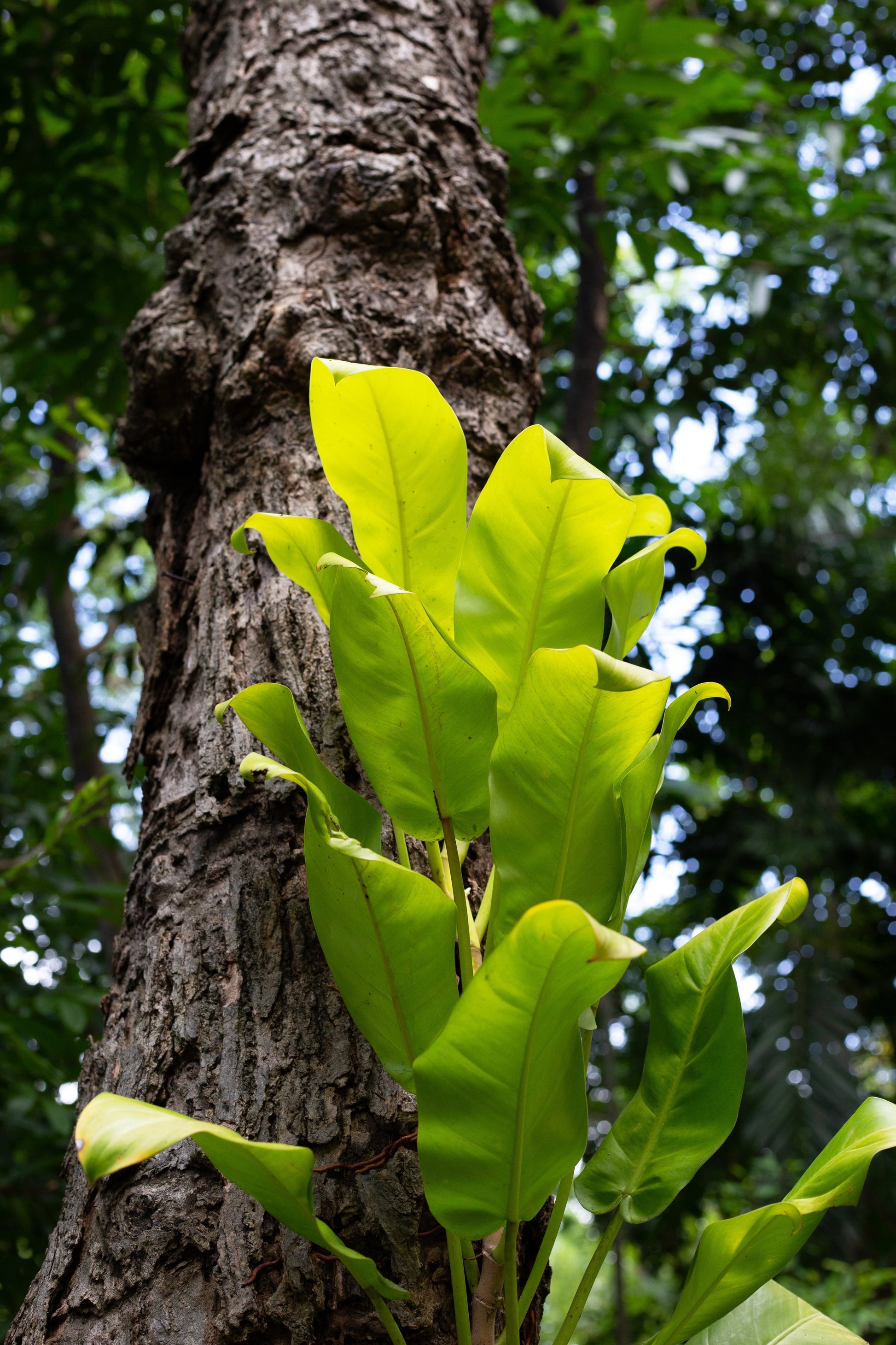 lemon lime philodendron trailing Lemon Lime Philodendron – Enchanted Hammock