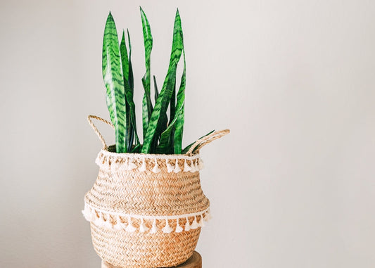 Snake Plant (Sansevieria Zeylanica)