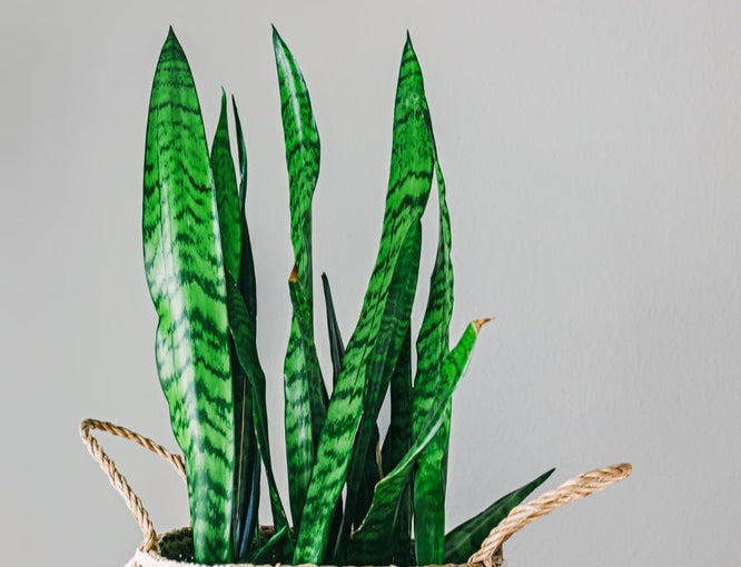 Potted snake plant in a woven basket with tassels on a plain background