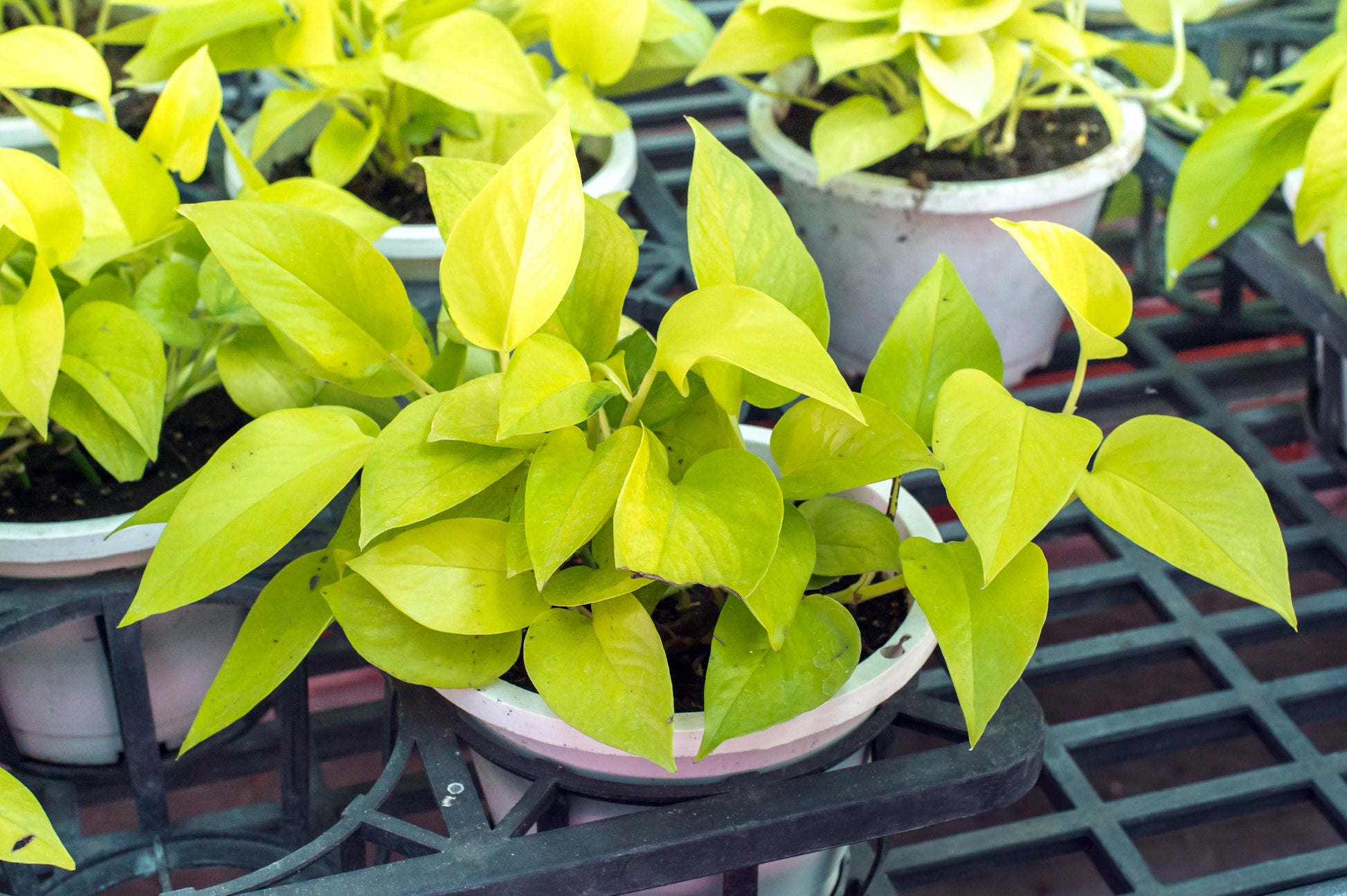 Neon Pothos